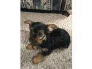 Yorkshire Terrier Puppy for sale in Seneca, IL, USA