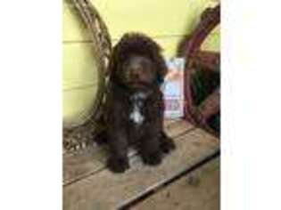 Mutt Puppy for sale in Willits, CA, USA