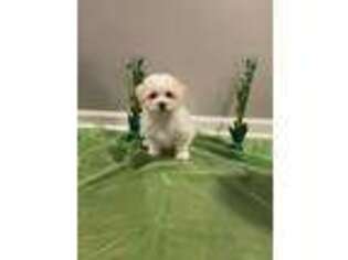 Bichon Frise Puppy for sale in Chicago, IL, USA