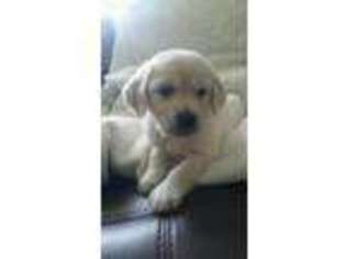 Mutt Puppy for sale in Roselle, IL, USA