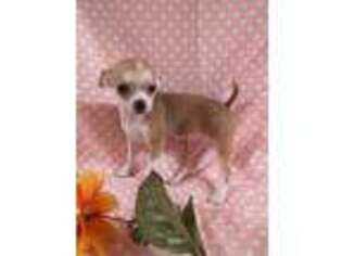 Chihuahua Puppy for sale in Stillwater, OK, USA