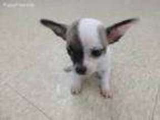 Chihuahua Puppy for sale in Uniontown, PA, USA