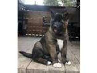 Akita Puppy for sale in Nine Mile Falls, WA, USA