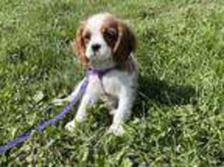 Cavalier King Charles Spaniel Puppy for sale in Ossining, NY, USA