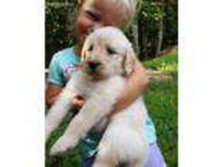 Labradoodle Puppy for sale in Flowery Branch, GA, USA