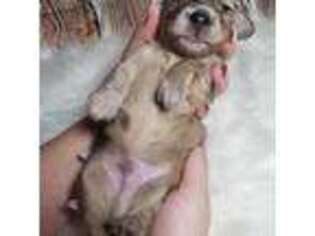 Dachshund Puppy for sale in El Mirage, AZ, USA