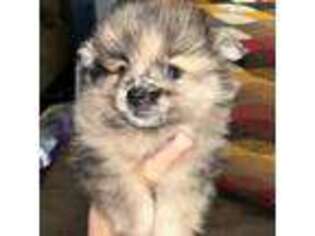 Pomeranian Puppy for sale in Bullhead City, AZ, USA