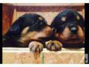 Rottweiler Puppy for sale in WINSTON, OR, USA