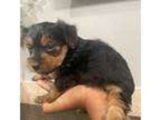 Yorkshire Terrier Puppy for sale in Pearl, MS, USA