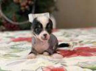 Chinese Crested Puppy for sale in Eagle Mountain, UT, USA
