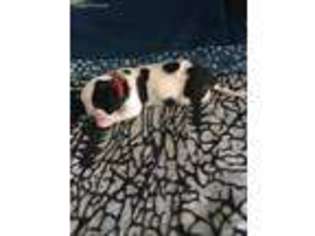 Saint Bernard Puppy for sale in Paulding, OH, USA