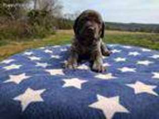 German Shorthaired Pointer Puppy for sale in Spout Spring, VA, USA