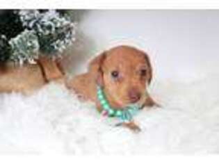 Dachshund Puppy for sale in Caulfield, MO, USA