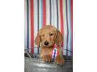 Goldendoodle Puppy for sale in Kent, WA, USA