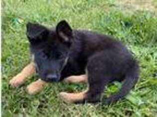 German Shepherd Dog Puppy for sale in Woodburn, OR, USA