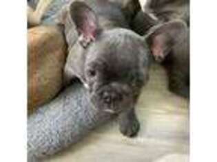 French Bulldog Puppy for sale in Somersworth, NH, USA