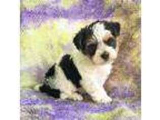 Mutt Puppy for sale in Pledger, TX, USA