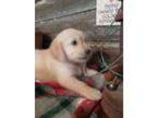 Golden Retriever Puppy for sale in Nowata, OK, USA