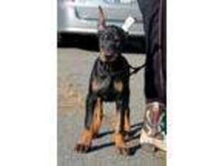 Doberman Pinscher Puppy for sale in Draper, UT, USA