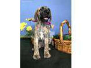 Great Dane Puppy for sale in Lykens, PA, USA