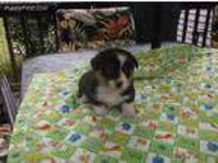 Pembroke Welsh Corgi Puppy for sale in Mount Pleasant Mills, PA, USA