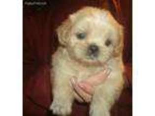 Mutt Puppy for sale in Davison, MI, USA