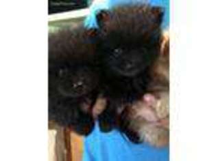 Pomeranian Puppy for sale in Candor, NY, USA