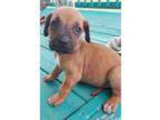 Rhodesian Ridgeback Puppy for sale in Singer, LA, USA