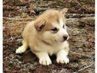 Alaskan Malamute Puppy for sale in Princeton, KY, USA