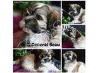 Mutt Puppy for sale in Morrill, NE, USA