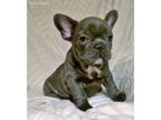 French Bulldog Puppy for sale in Tuscarora, PA, USA