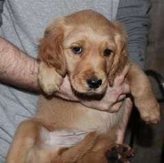 Golden Retriever Puppy for sale in GIG HARBOR, WA, USA