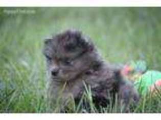 Pomeranian Puppy for sale in Quitman, GA, USA