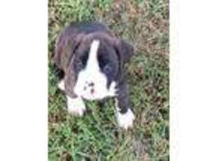 Boxer Puppy for sale in Hume, MO, USA