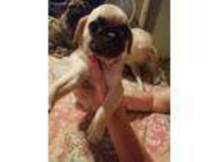 Pug Puppy for sale in Corpus Christi, TX, USA