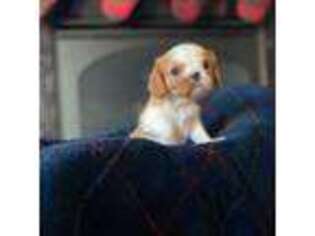 Cavalier King Charles Spaniel Puppy for sale in Algona, IA, USA