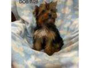 Yorkshire Terrier Puppy for sale in Houston, TX, USA