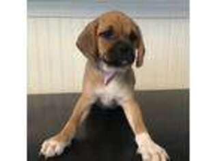 Puggle Puppy for sale in Danville, NH, USA