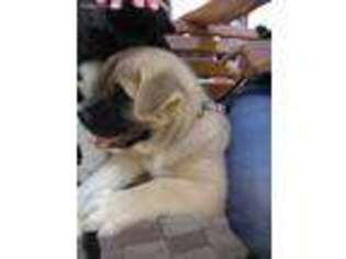 Akita Puppy for sale in Belleview, FL, USA