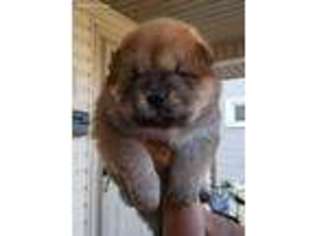 Chow Chow Puppy for sale in Canton, OH, USA