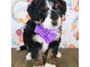 Mutt Puppy for sale in Le Center, MN, USA