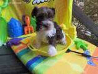 Mutt Puppy for sale in La Vernia, TX, USA