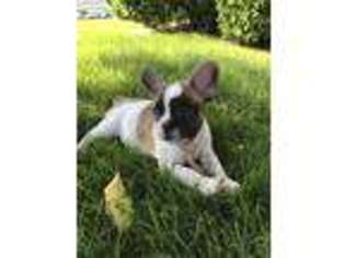 French Bulldog Puppy for sale in Troy, MI, USA