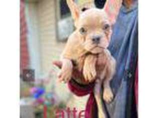French Bulldog Puppy for sale in Waterford, NY, USA