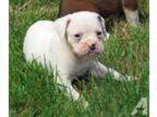 Boxer Puppy for sale in CHEHALIS, WA, USA