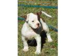 American Bulldog Puppy for sale in Duncanville, TX, USA