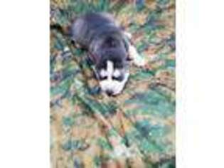 Siberian Husky Puppy for sale in Tyler, TX, USA