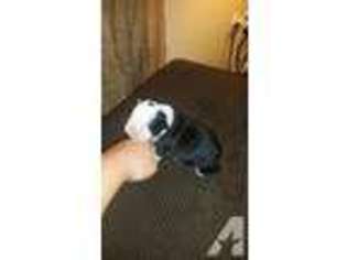 Bulldog Puppy for sale in MECHANICSVILLE, MD, USA