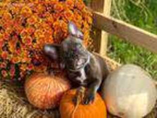 French Bulldog Puppy for sale in Belpre, OH, USA