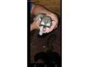 Siberian Husky Puppy for sale in Wheeler, IL, USA